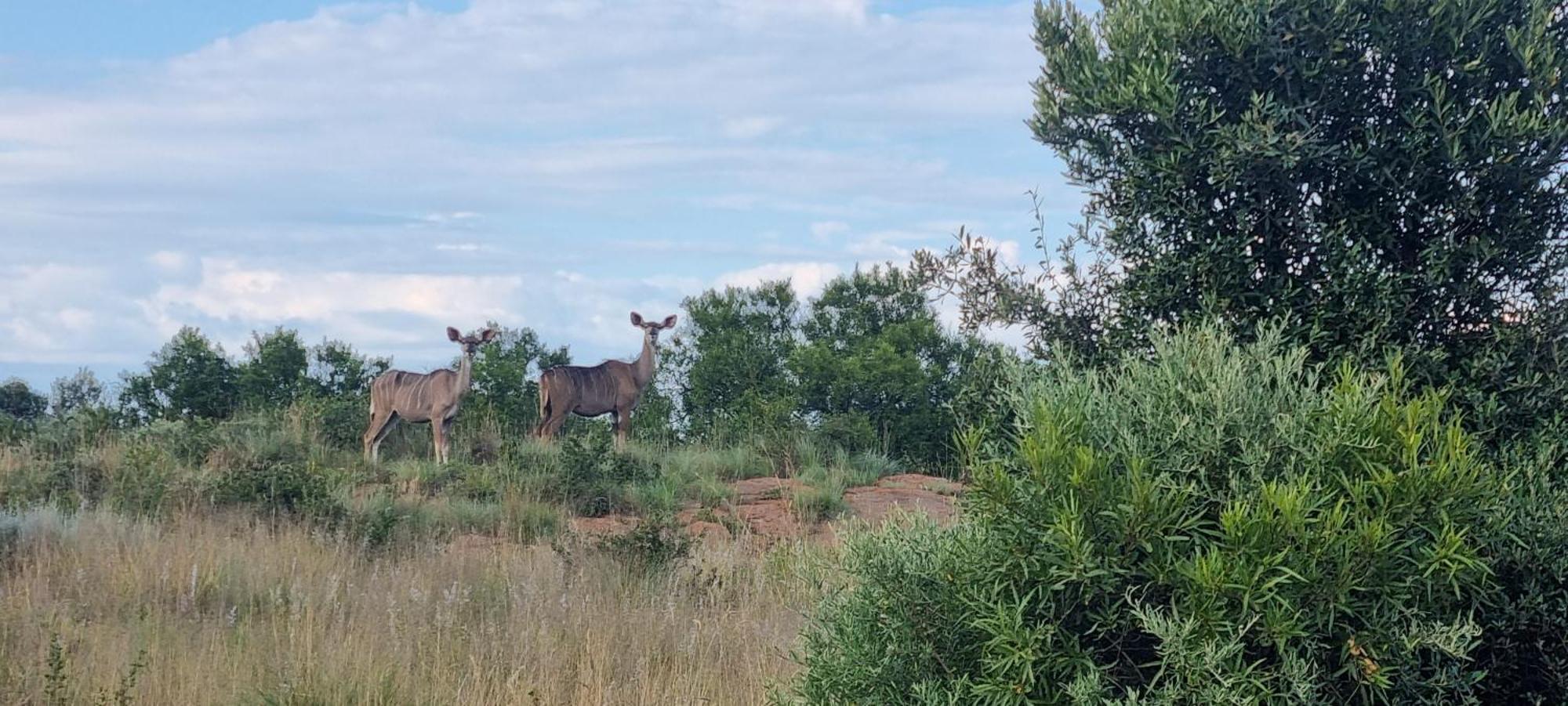 Villa Kareekloof Game Farm à Derby Extérieur photo